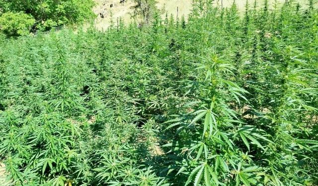 Dewa Darahênî Rîz de hezaran lemê Esrarî ameyî tepiştiş