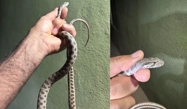 Dêrsim de maro ke kewtbî peyê dolabe ame tepiştiş