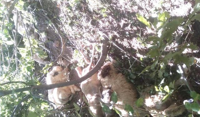 Dêrsîm de vergan eşt mêşnayan ser: 30 mêşnayî merdî