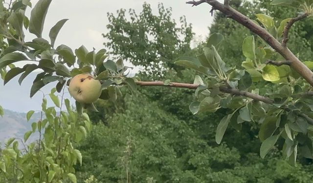 Xarpêt de tena yew saye girewta a zî karmijin a!