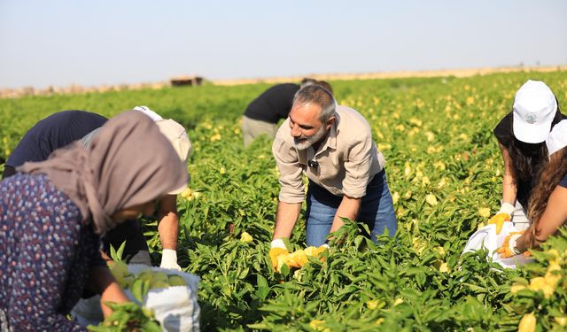 Hemşaredar Dundarî karkeran reyde îsot da arê
