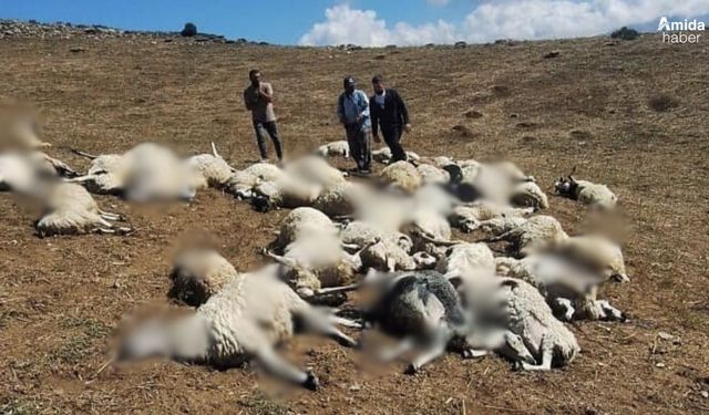 Dêrsim de biluskî da mêşinan ro: 58 mîyî telef bîyî