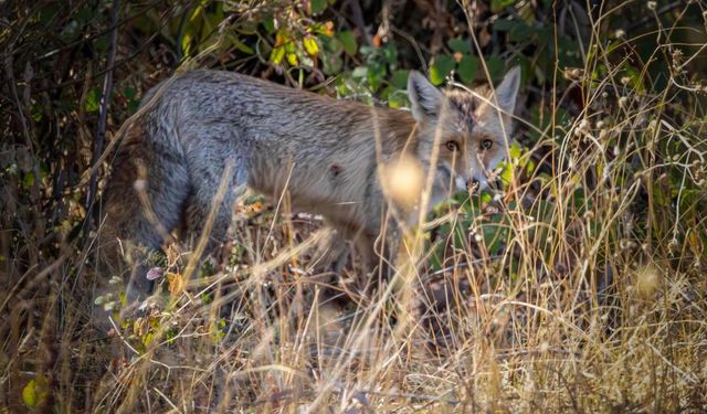 Çewlîg de lûya sûre amey vînayîş