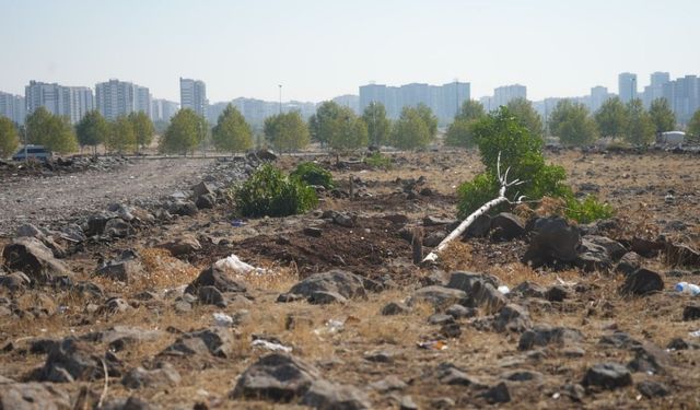 Amed de qetlîamê daran: 120 darî ameyî birînayîş