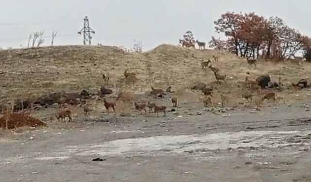 Dêrsim de nêzdîyê 50 pezkovîyî ameyî qeydkerdene