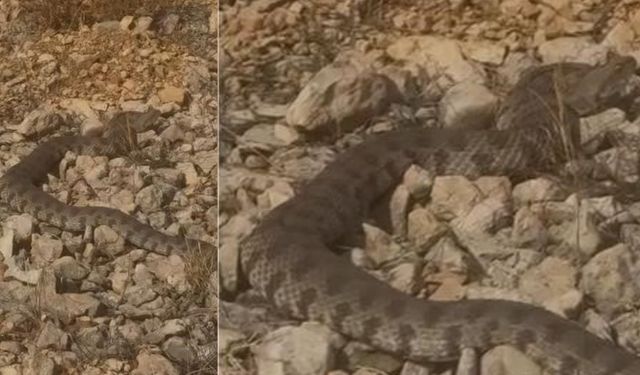 Xarpêt de yew maro kor û jehrin