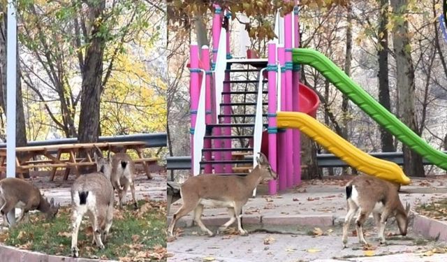 DÊRSIM - Domanî şîyî mekteb, parkî pezkovîyan rê mendî