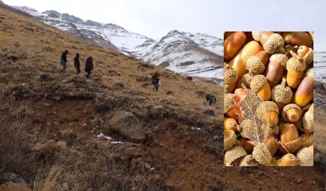 Gimgim de 30 hezar leyekê mazêran amey ronayîş