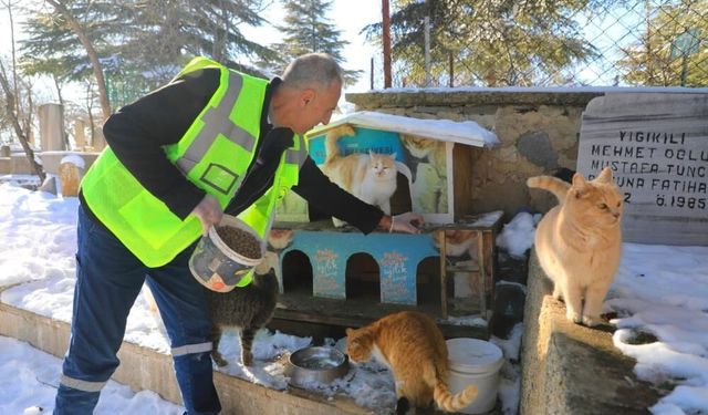 Xarpêt de seba heywanan seferberî: Wa vêşan nêmanê