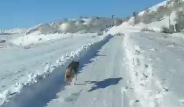 Darahênî de rayîrwanîya verg û ambulansî