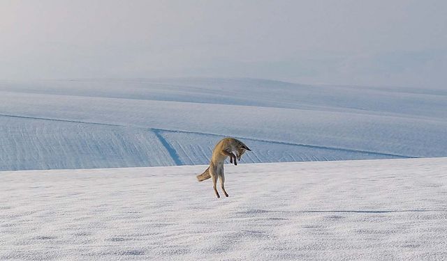 Golêke Amedî de yew lûya sûre maseyan tepişnena