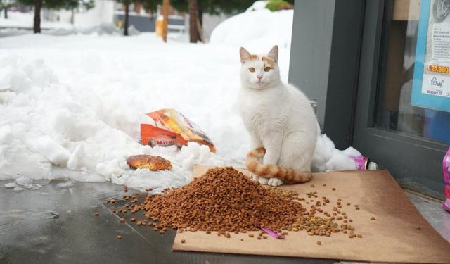 Amed de vewre vara, heywanê bêwayîrî nêameyî vîrkerdiş