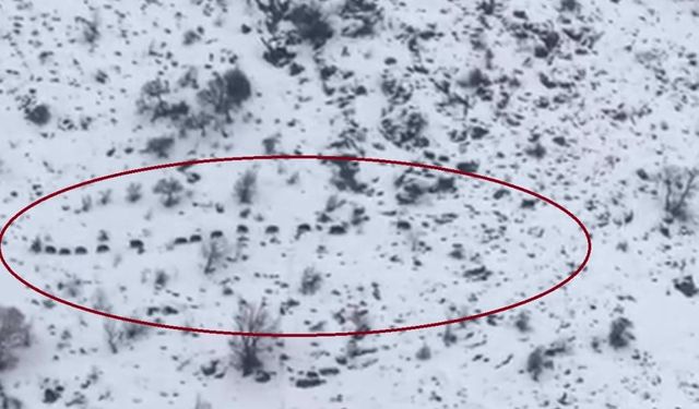 Şankuş de qefeleyêkê xozan