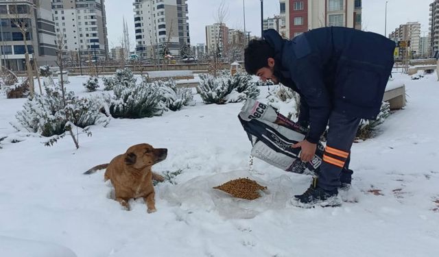 Şaredarîya Peyasî heywananê kuçeyan veyşan nêverdena