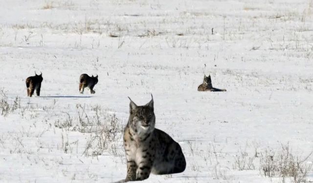 Xarpêt (Dep) de qefleyêkê weşeqan