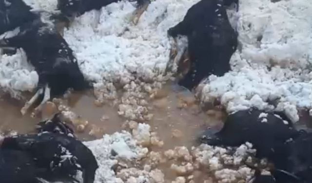 Darahênî… 15 bizî binê vore û awe de mendî, murdar bîyî