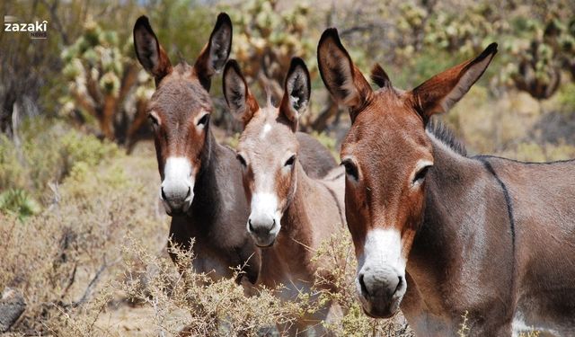 Hûmara heran kêmî bîya