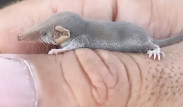 Dîyarbekir de ame vînayîş; Merreyo tewr qij yê dinya yo