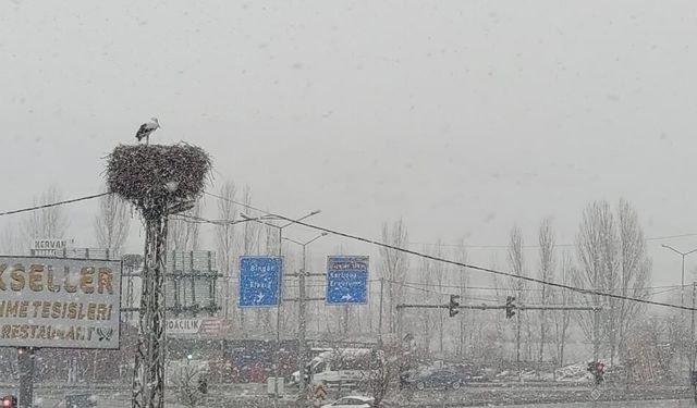 Mêmanî wisarî (leglegî) emser lez ameyî Çewlîg