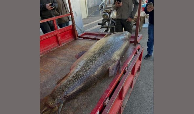 Şankuş de maseyo 100 kîloyin amey tepiştiş!