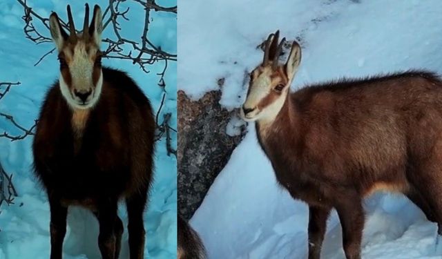 Şamuayê (pezkovî) Dêrsimî