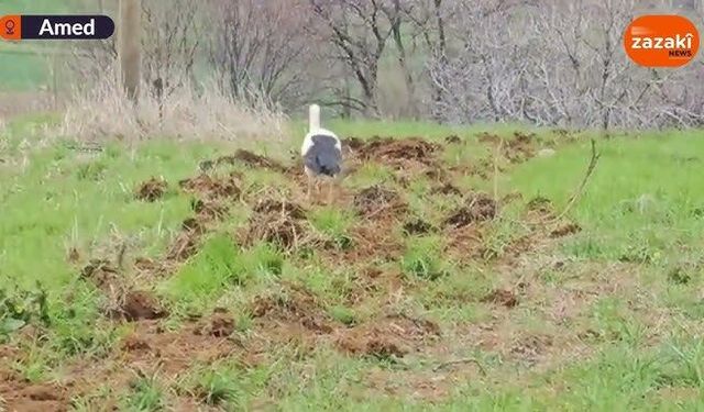 Erxenî: Leglege emser zî welatê ma xo rê kerda halîn