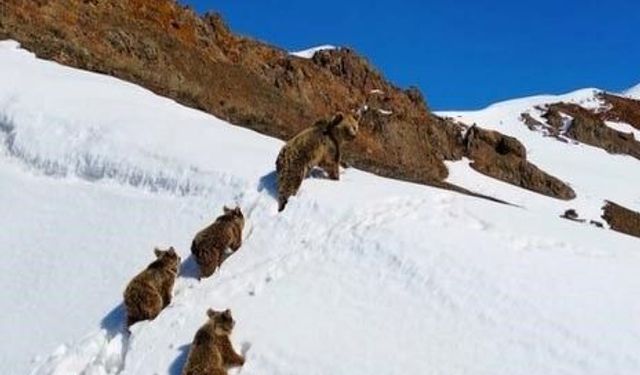 Çewlîg de heşe pa kudikanê xo hewnê zimistanî ra haye bî