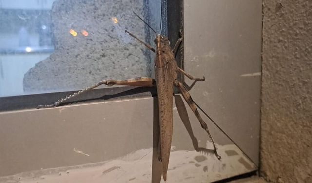 Amed de yew melego gird