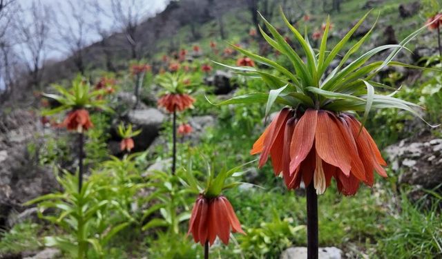 Nê zî Galûrê Çewlîgî yê