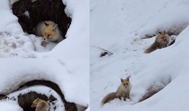 Koyanê Çolîgî de di lûyê sûrî