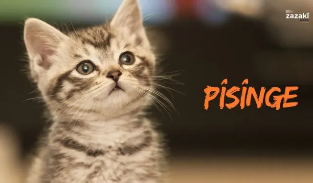 Bîyolojî û xususîyetê Pîsîngan