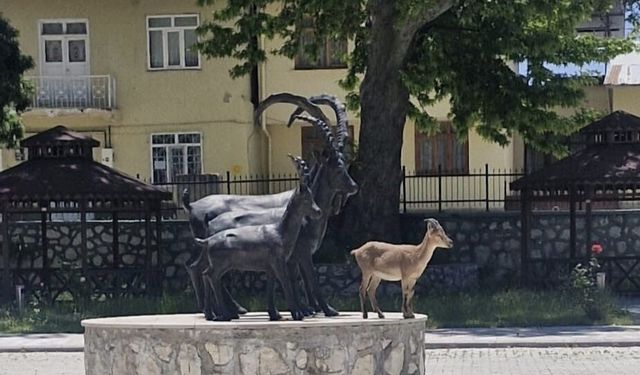 DÊRSIM: Pezkovîyêk amey verê peykeranê pezkovîyan û vindert