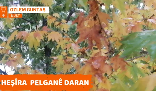 Heşîra Pelganê Daran