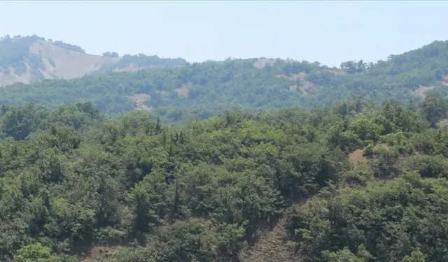 ÇOLÎG: Dewkewtişê daristanan qedexe bîyo