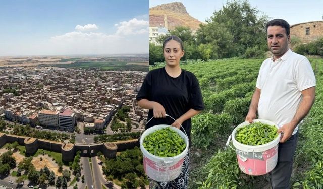 Biberê Çêrmûgî 450 lîra ra kewt 60 lîra
