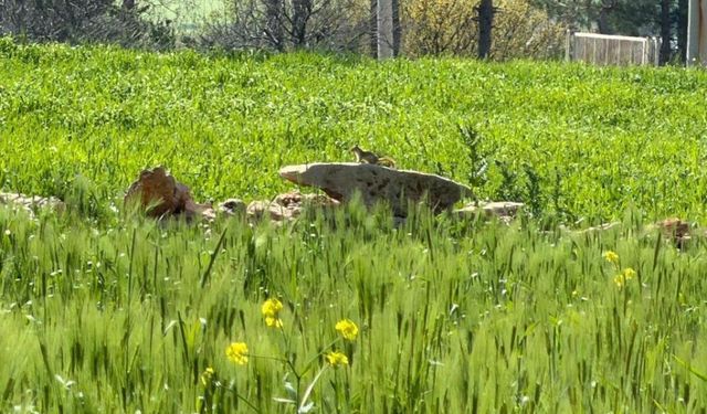 Simoreyo sûr Amed de ame vînayîş