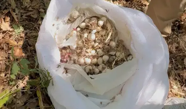 Kesê ke Dêrsim de Sîrê Koyî arê daye rê 2 mîlyon cezaya pereyan