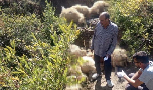 Dêrsim: 40 mîyî merdar bîyî