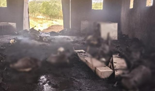 Dêrsim de adir kewt axor: 200 heywanî merdar bîy