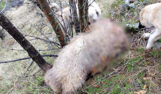 Dêrsim de vergan eşt mîyan ser: 14 mêşinî merdî