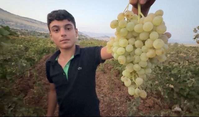 Engura Çêrmûge şirawîyena 81 bajaran