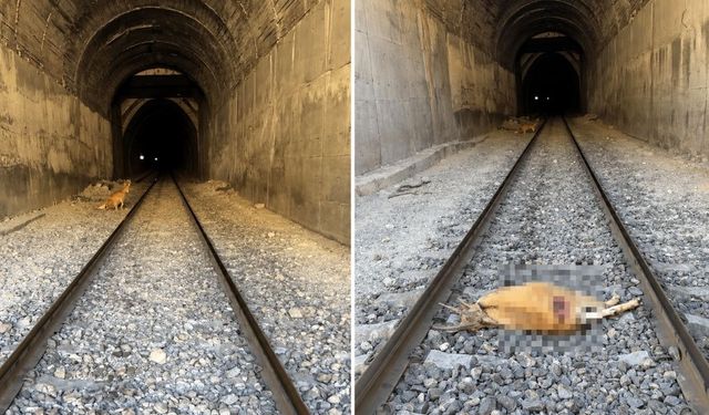 Xarpêt de trêne da pezkovîyan ro: Pezkovîyêk merd