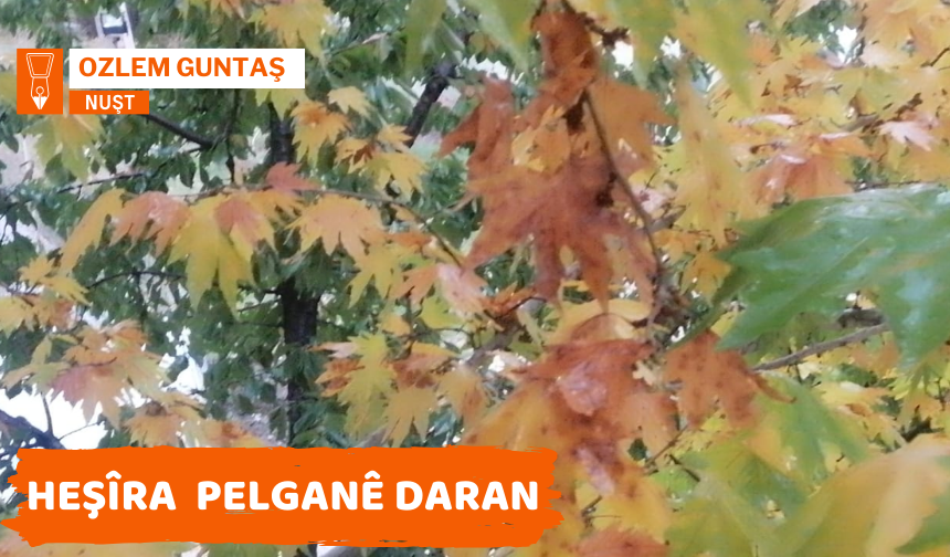 Heşîra Pelganê Daran