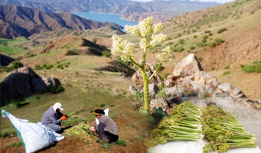 Vile û werdêkê welatê Zazayan: Ribêse