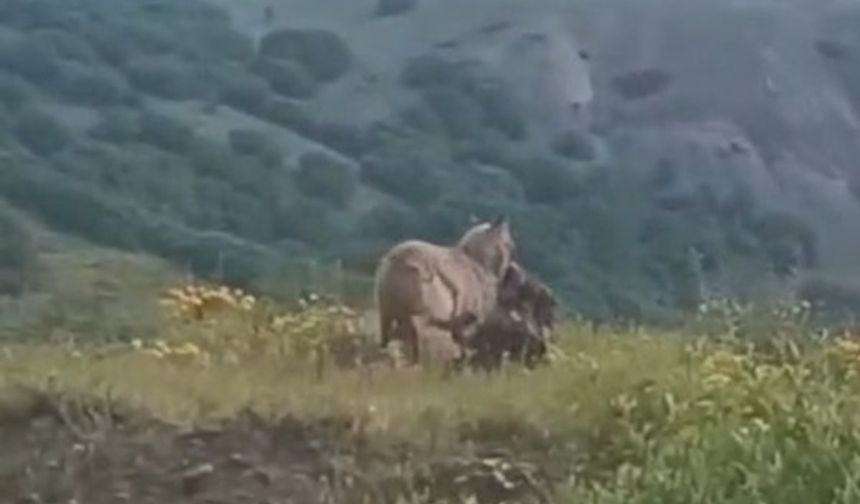 Dêrsim de vergêk bize kişt, eşt xo kift berd!