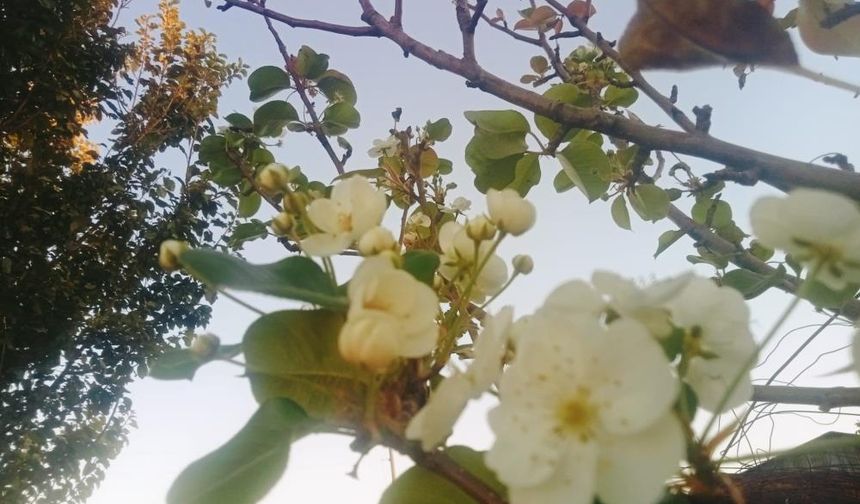 Dêrsîm de murîyêrî payîz de zî vilî akerdî