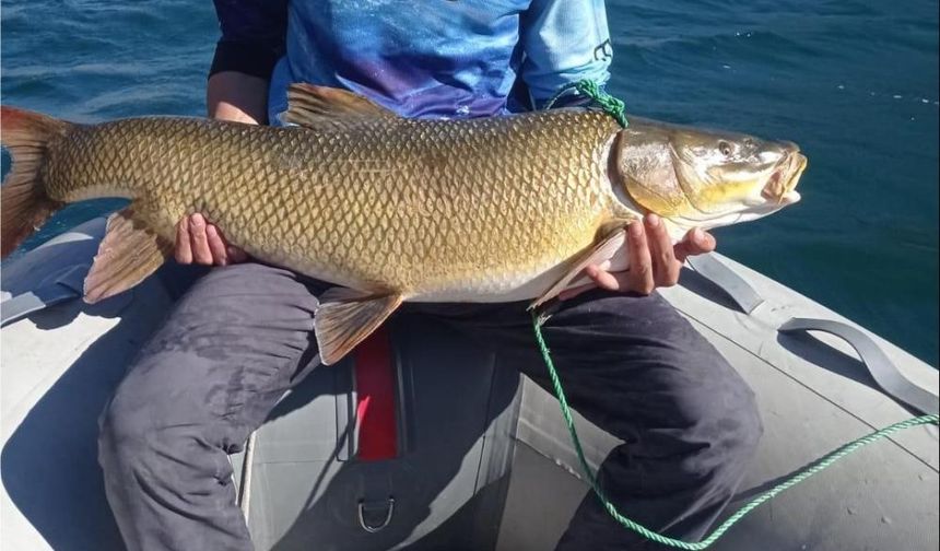 Xarpêt- Maseyo 1 metre derg û 15 kîlo giran