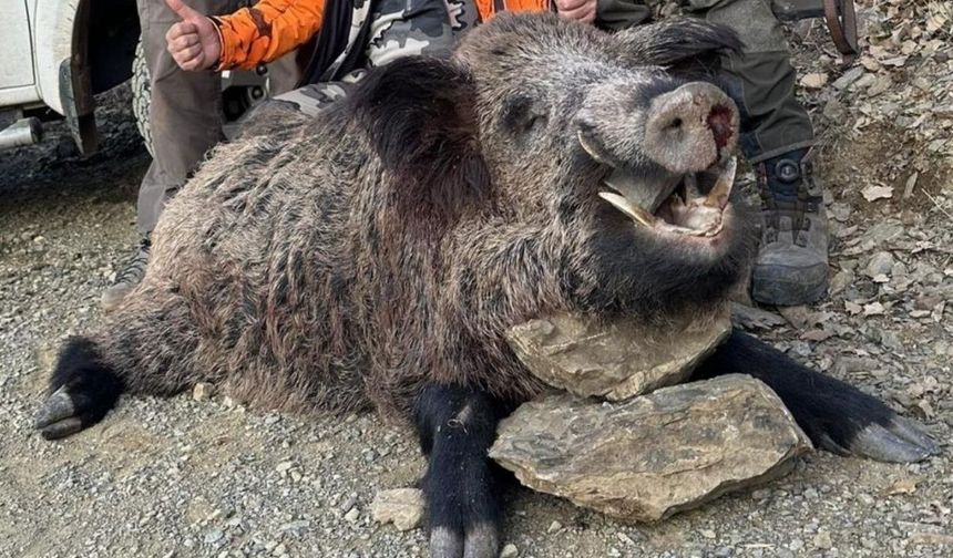 Xarpêt de 'turîzmê seydwanî': Xozo 200 kîlo ame kiştiş