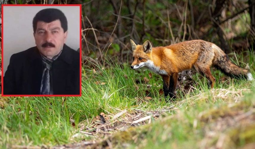 Darahênî.. Semedê seydwanî şi ko qirîzê zerrî ra merd