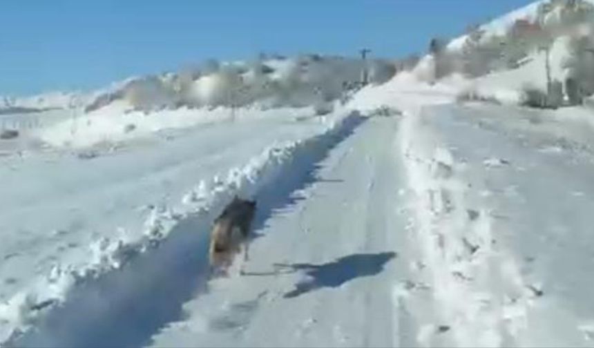 Darahênî de rayîrwanîya verg û ambulansî